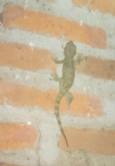 Gekko gecko