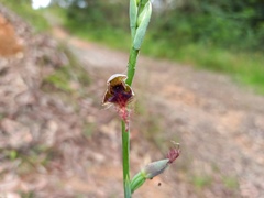 Calochilus gracillimus