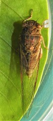 Birrima castanea