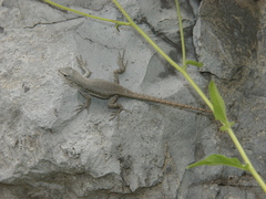 Sceloporus couchii