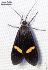 Dioptinae