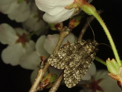 Acronicta carbonaria