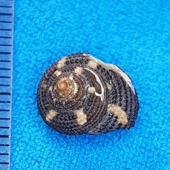 Clanculus cruciatus