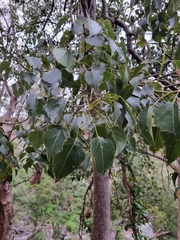 Brachychiton populneus populneus