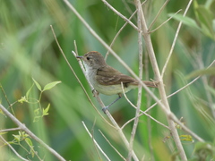 Euscarthmus meloryphus
