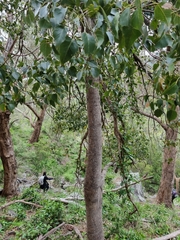 Brachychiton populneus populneus