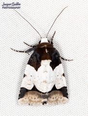 Bryolymnia roma
