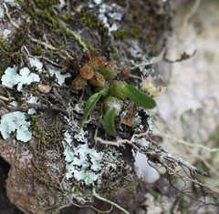 Bulbophyllum tuberculatum