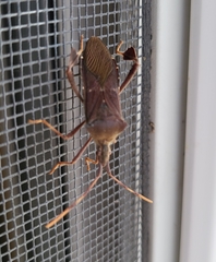 Leptoglossus oppositus