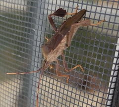 Leptoglossus oppositus