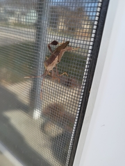 Leptoglossus oppositus