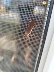 Leptoglossus oppositus