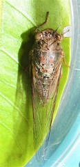Birrima castanea
