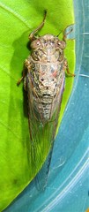 Birrima castanea