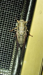 Birrima castanea