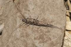 Petrobiinae