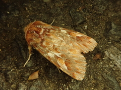 Panolis japonica