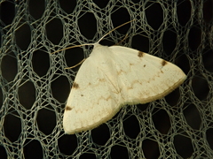 Lomographa bimaculata