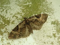Eupithecia daemionata
