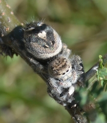 Phidippus