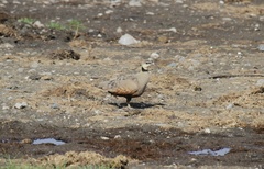 Pterocles gutturalis