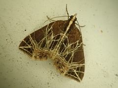 Evecliptopera illitata
