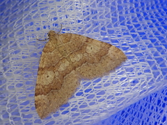 Idiotephria evanescens