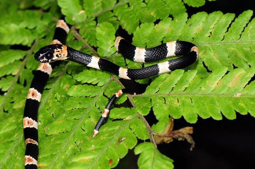 Graceful Snail-eater