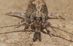 Petrobiinae