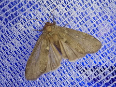 Demopsestis punctigera