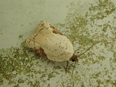 Acleris takeuchii
