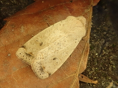 Orthosia fausta