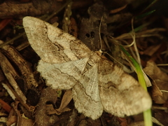 Protalcis concinnata