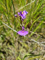 Utricularia beaugleholei