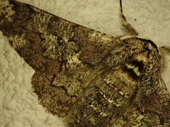 Biston robustum robustum