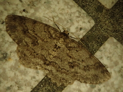 Ectropis cryptomeriae