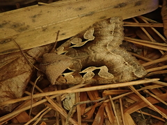 Perigrapha hoenei