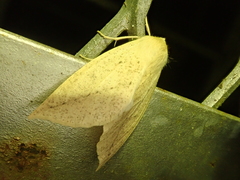 Descoreba simplex