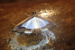 Diaphania hyalinata
