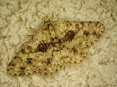 Racotis boarmiaria japonica