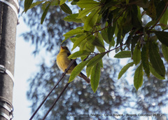 Piranga olivacea
