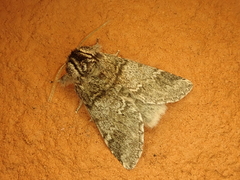 Drymonia basalis