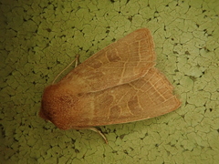 Orthosia cedermarki