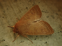 Orthosia cedermarki