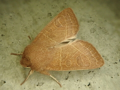 Orthosia cedermarki