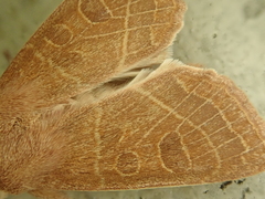 Orthosia cedermarki