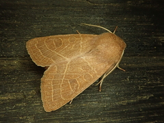 Orthosia cedermarki