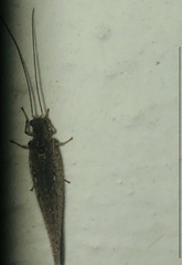 Microminae
