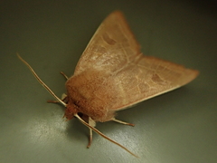 Orthosia cedermarki