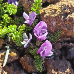 Astragalus nivicola